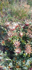 Macledium spinosum