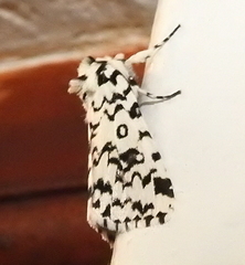 Dasychira octophora