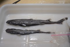 Smooth Lanternshark photo 4