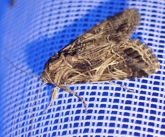 Spodoptera littoralis
