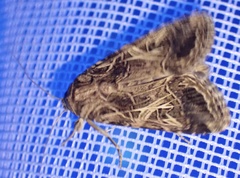 Spodoptera littoralis