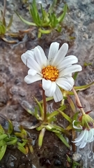 Brachyscome stolonifera