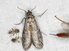 Cryptoblabes euraphella