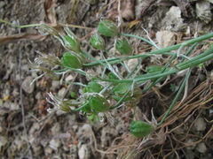 Ornithogalum navaschinii