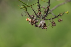 Dodonaea stenophylla