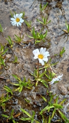 Brachyscome stolonifera