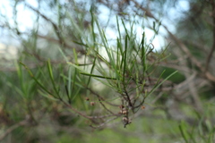 Dodonaea stenophylla