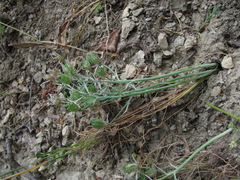 Ornithogalum navaschinii