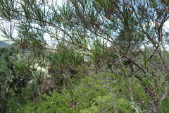 Dodonaea stenophylla