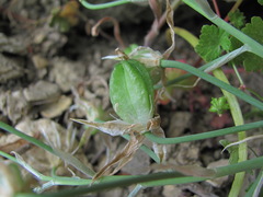 Ornithogalum navaschinii
