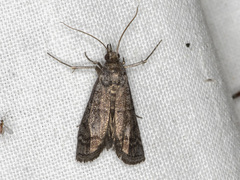 Cryptoblabes euraphella