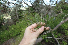 Dodonaea stenophylla