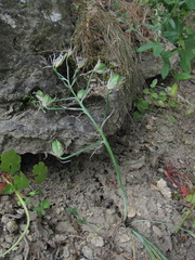 Ornithogalum navaschinii