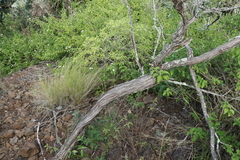 Dodonaea stenophylla