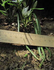 Ornithogalum sintenisii