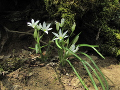 Ornithogalum sintenisii