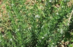 Teucrium trifidum