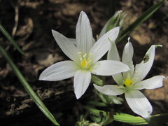 Ornithogalum sintenisii