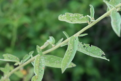Sida hackettiana