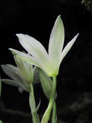 Ornithogalum sintenisii