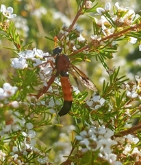 Ctenochares bicolorus