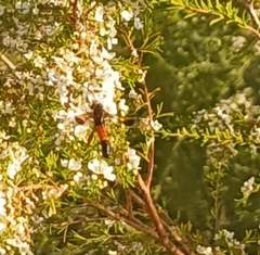 Ctenochares bicolorus