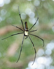 Nephila pilipes