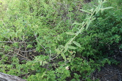 Sida hackettiana