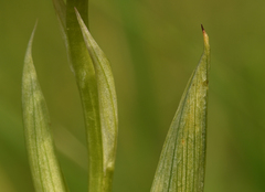Anacamptis pyramidalis