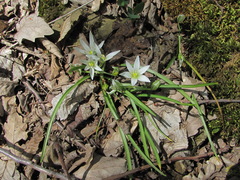Ornithogalum sintenisii