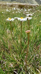 Brachyscome scapigera