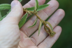 Sida hackettiana