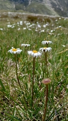 Brachyscome scapigera