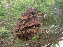 Crematogaster castanea durbanensis