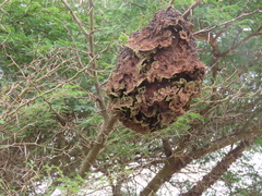 Crematogaster castanea durbanensis
