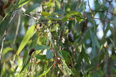 Corymbia gummifera