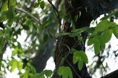 Corymbia gummifera
