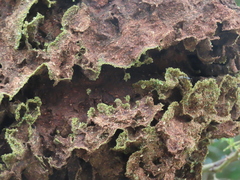 Crematogaster castanea durbanensis