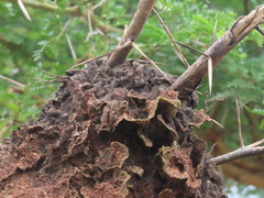 Crematogaster castanea durbanensis