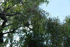 Corymbia gummifera