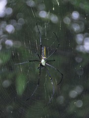 Nephila pilipes
