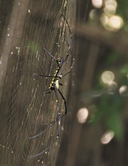 Nephila pilipes