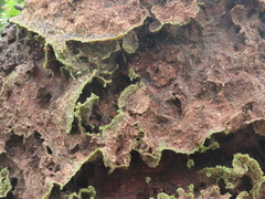 Crematogaster castanea durbanensis