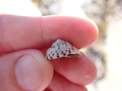 Coelotrochus tiaratus