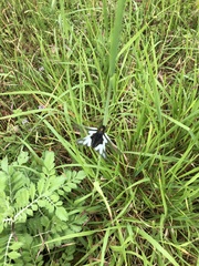 Libelloides coccajus