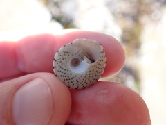 Coelotrochus tiaratus