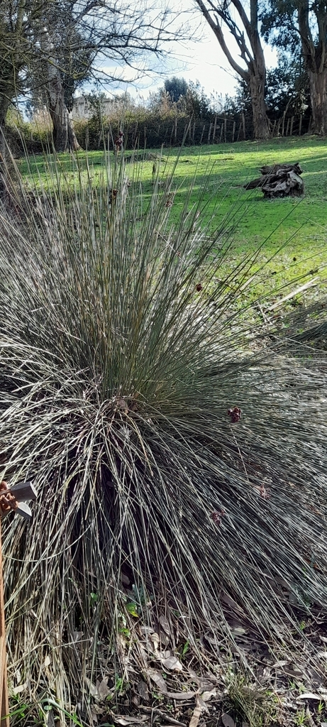 Spiny rush