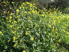 Rhamphospermum arvense