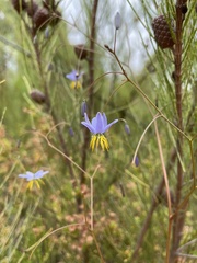 Dianella rara