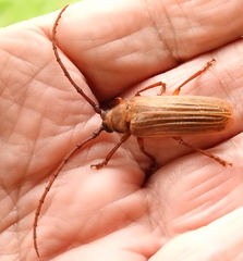 Delocheilus prionoides